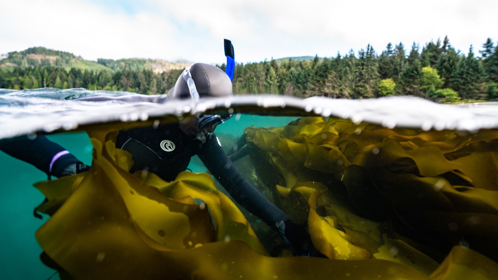 A diver is seen harvesting bull kelp just below the surface of the sea of the coast of Vancouver Island.