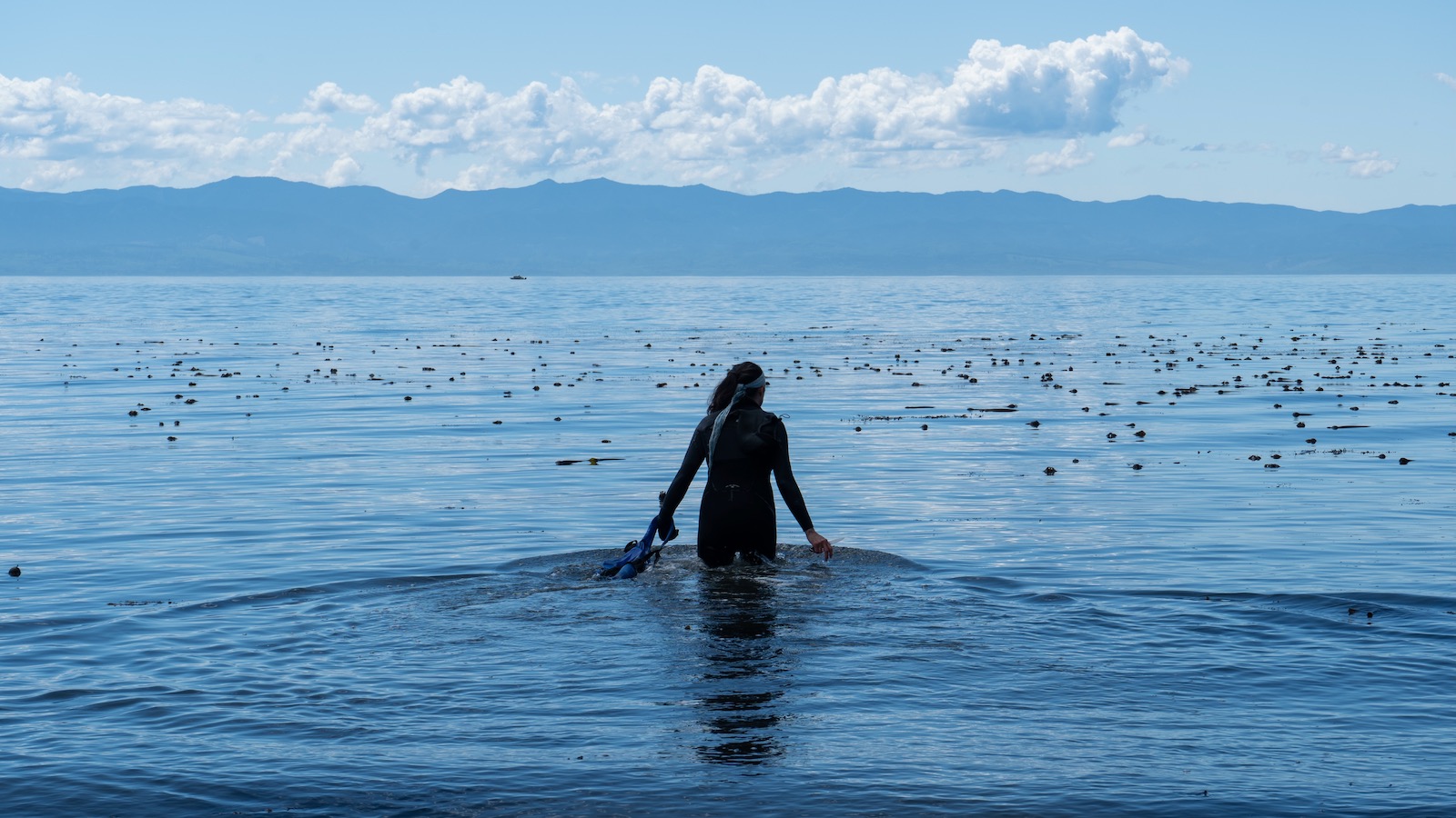 A diver is seen from behind wading into the calm water off the coast of Vancouver Island to harvest wild seaweed.