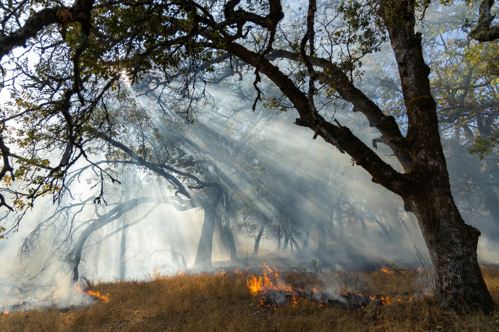 Sunlight peeking through the trees during a prescribed burn at Pepperwood Preserve