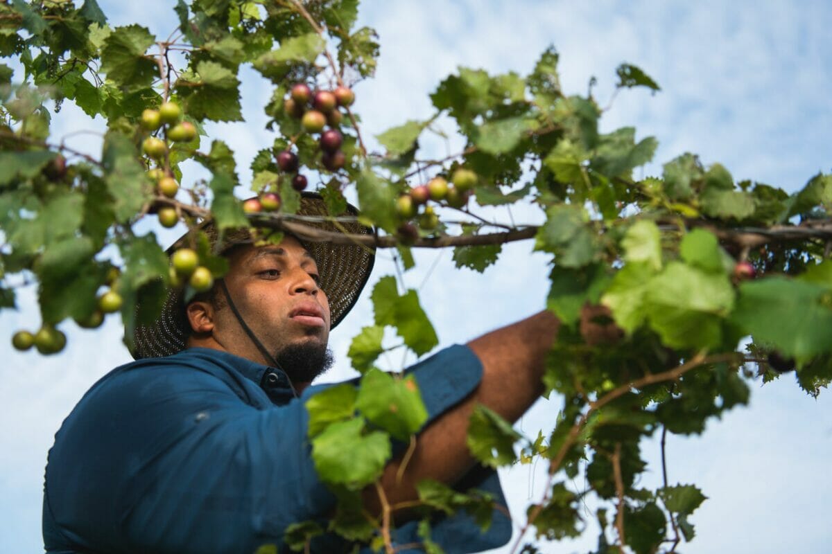 A man in a hat and blue shirt picks grapes.
