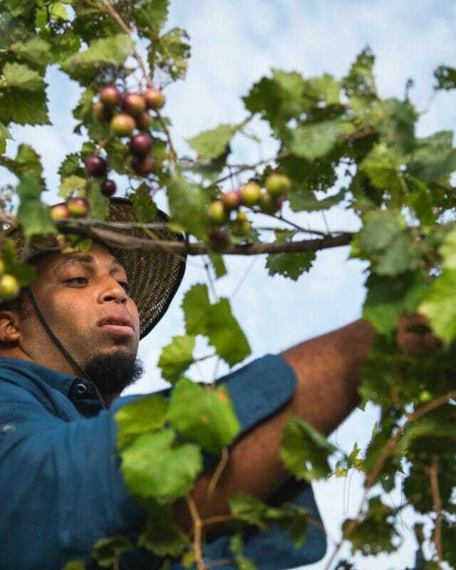 To reverse a troubling trend, farmers are adding rocks to their fields