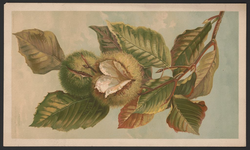 a print shows a branch of a chestnut tree with leaves and chestnut burrs.
