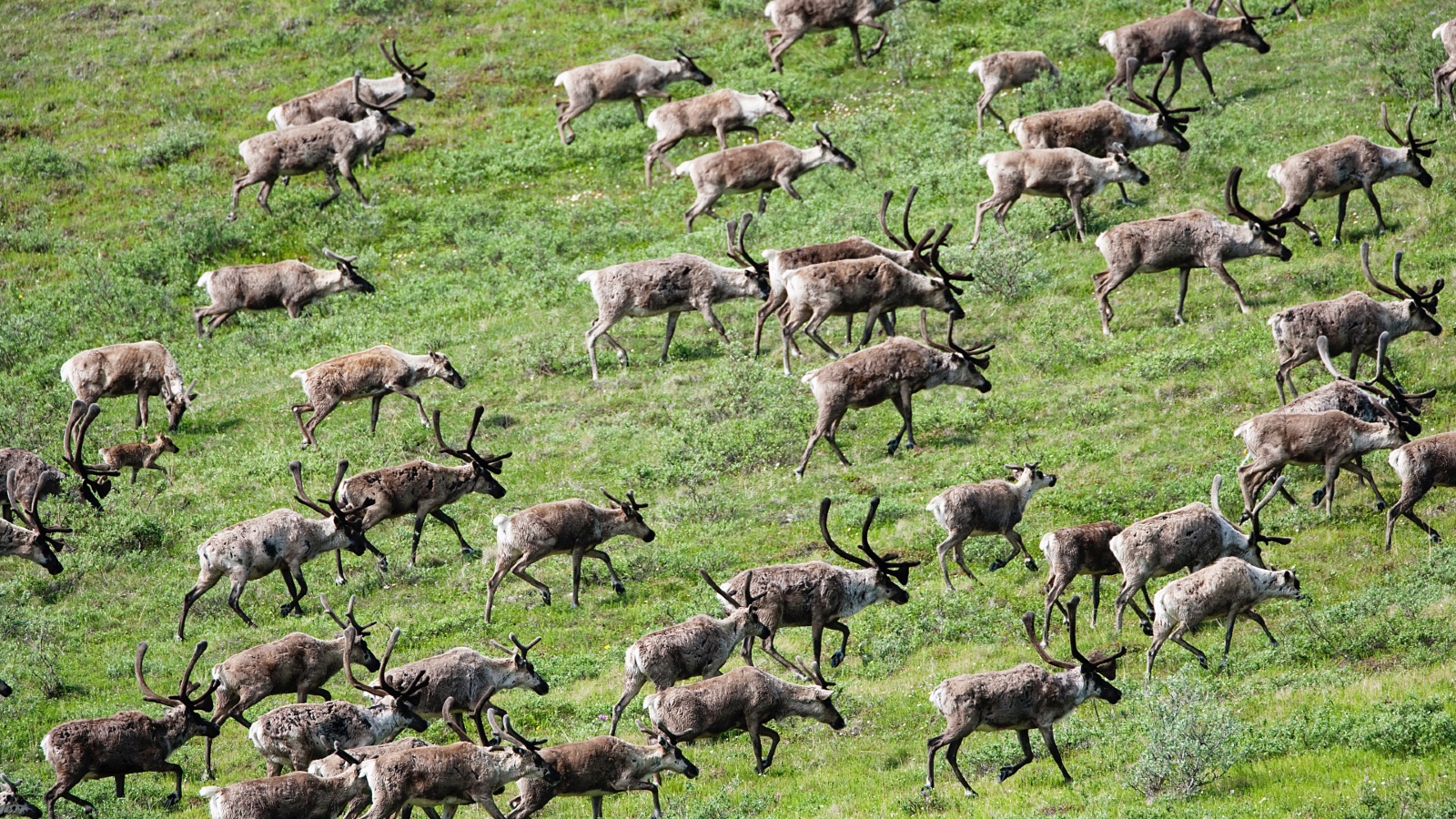 A caribou herd roams across the tundra in Alaska's Arctic National Wildlife Refuge.