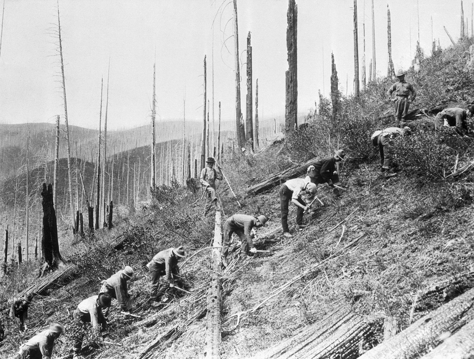 A black and white photo of people leaning over to plant trees.