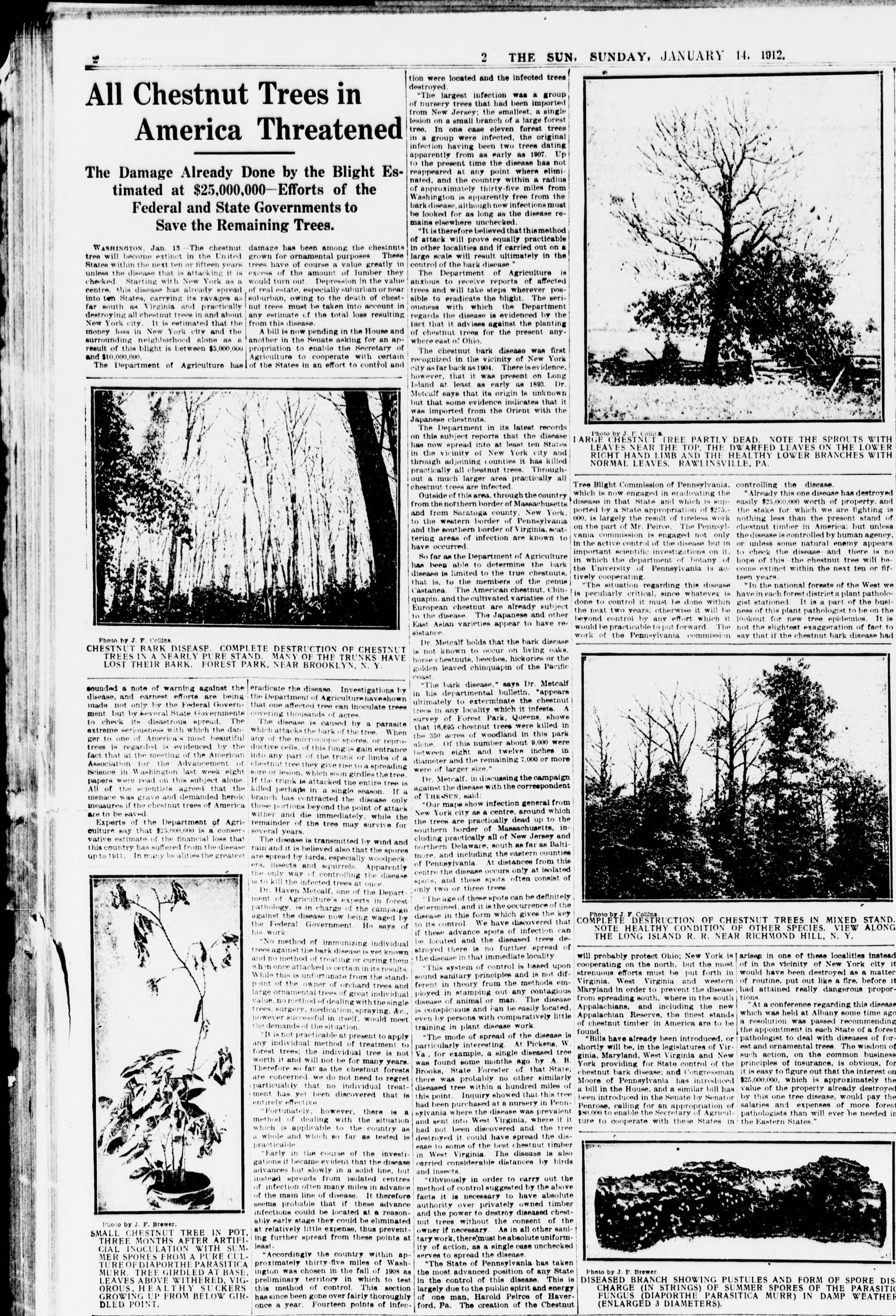 a newspaper clipping about diseased american chestnut trees