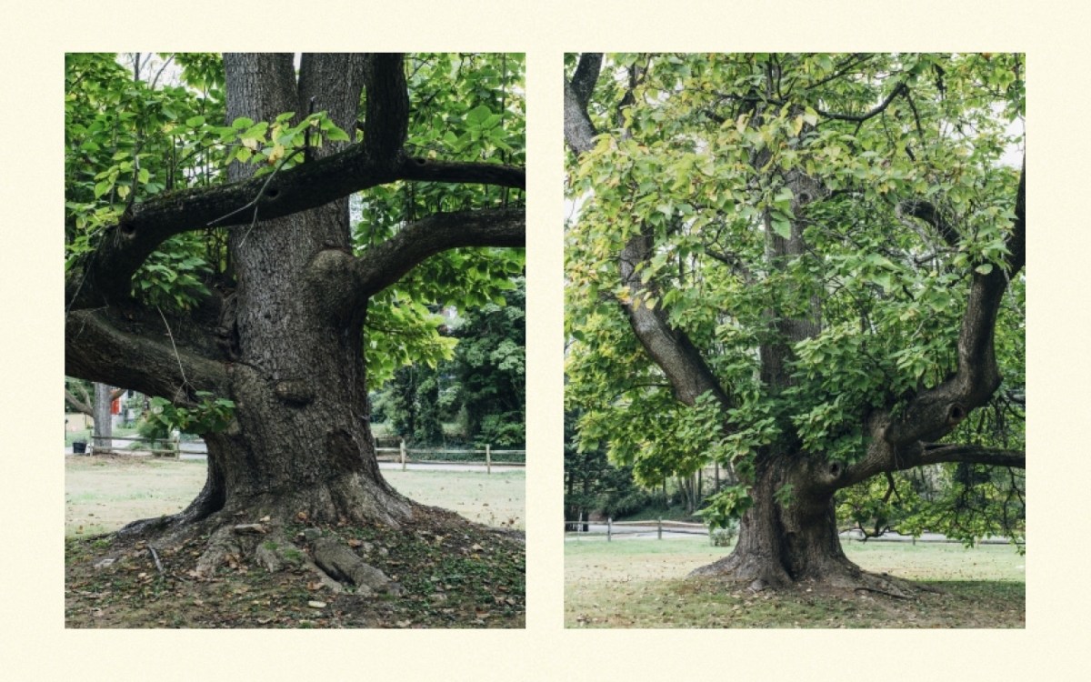 Two side-by-side images of a thick, leafy tree in a grassy park.