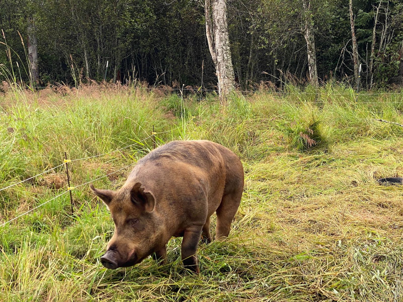 A pig roams a small pasture at a farm in Alaska.