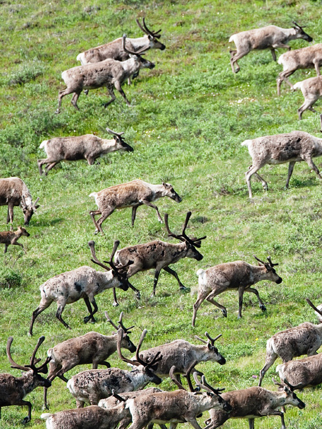 A caribou herd roams across the tundra in Alaska's Arctic National Wildlife Refuge.