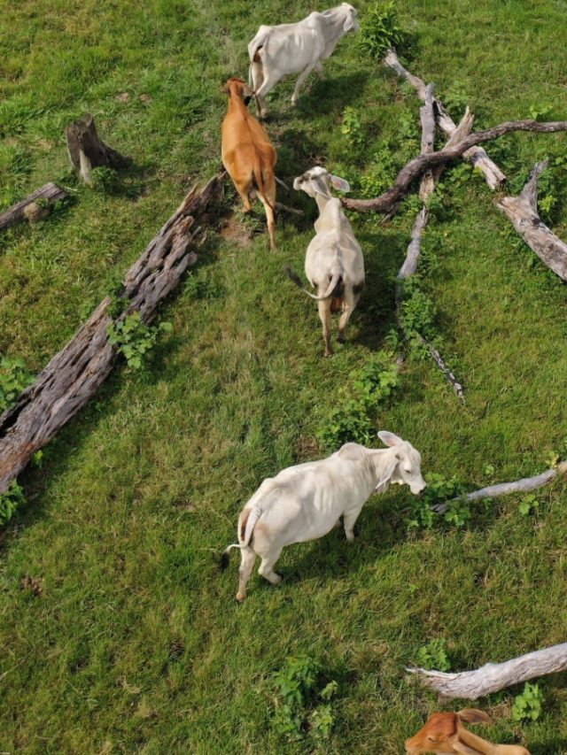 Cattle graze next to fallen trees on a farm in Colombia, after a forest was cut down.