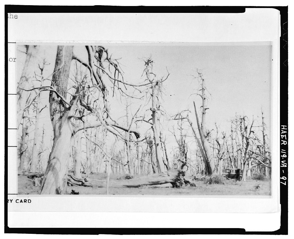 a black and white photo of trees stripped with no leaves