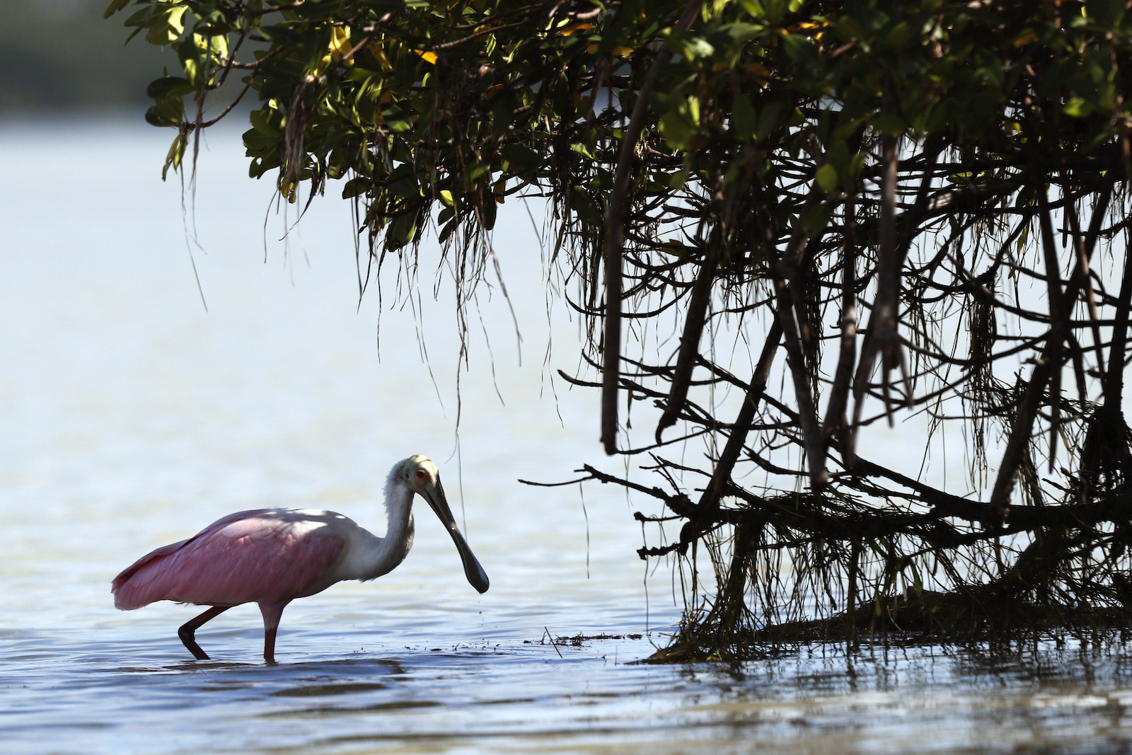 a bird near mangroves
