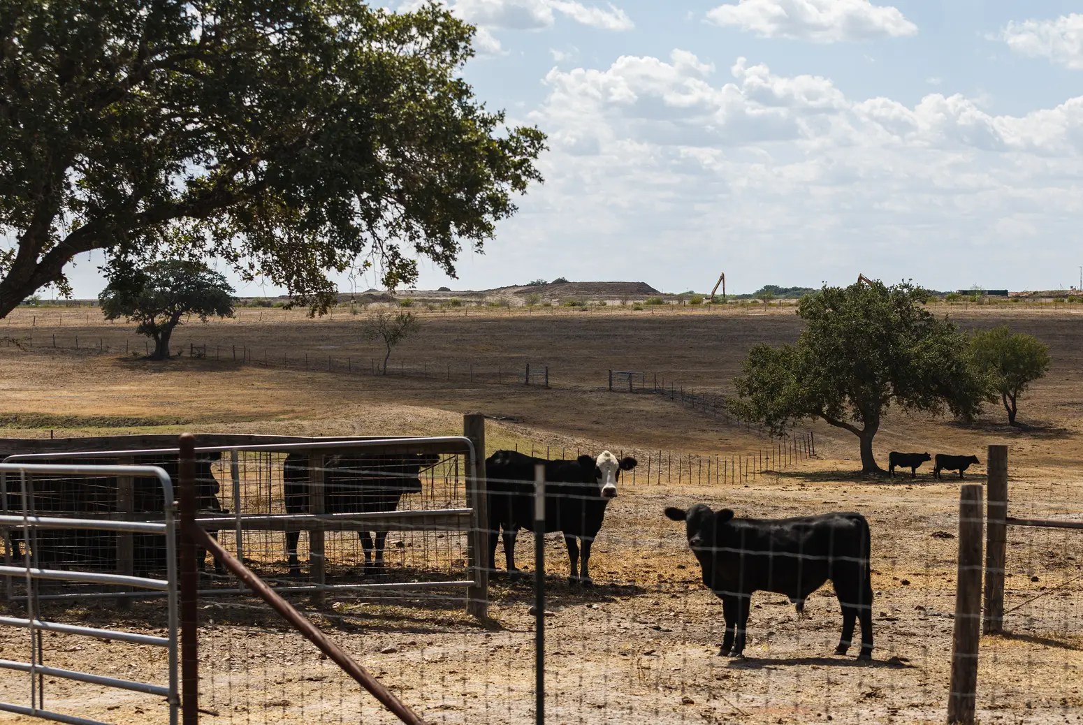 A group of black cows stand behind a fence amid rolling hills.