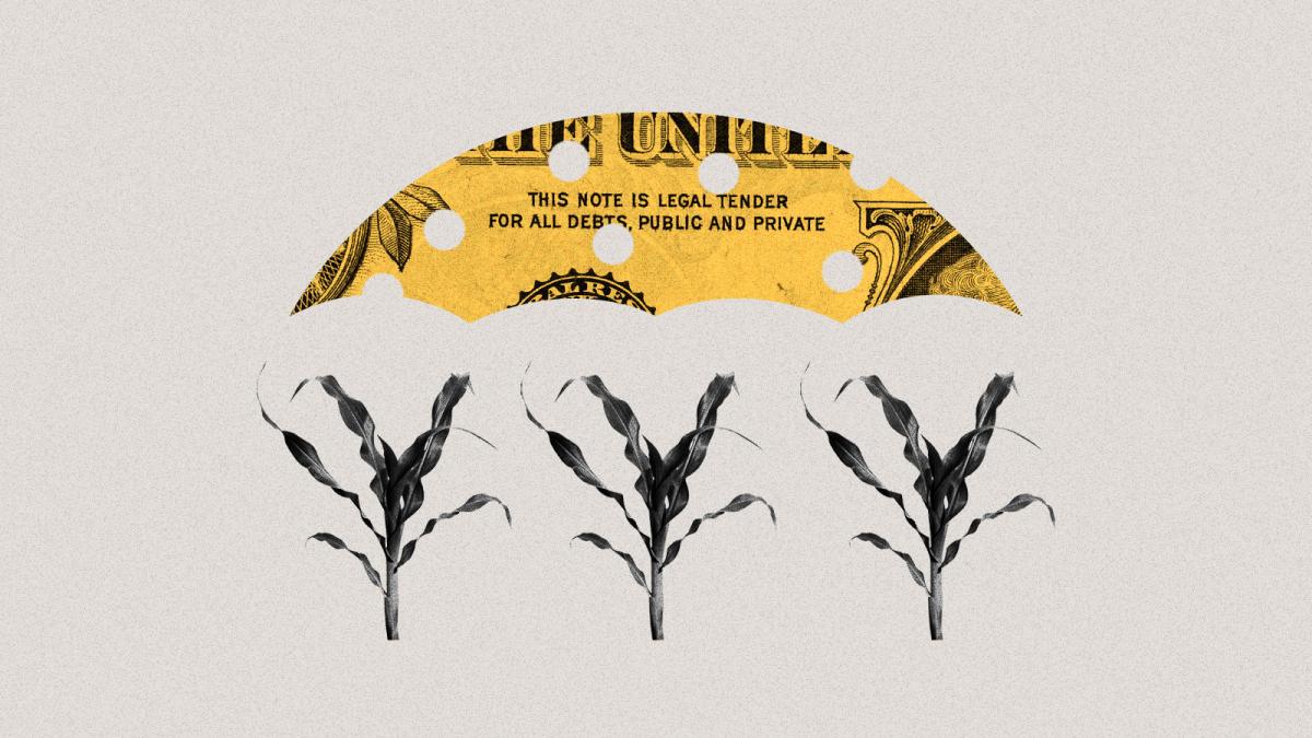 Collage of corn stalks beneath a hole-filled umbrella cut from a dollar bill.