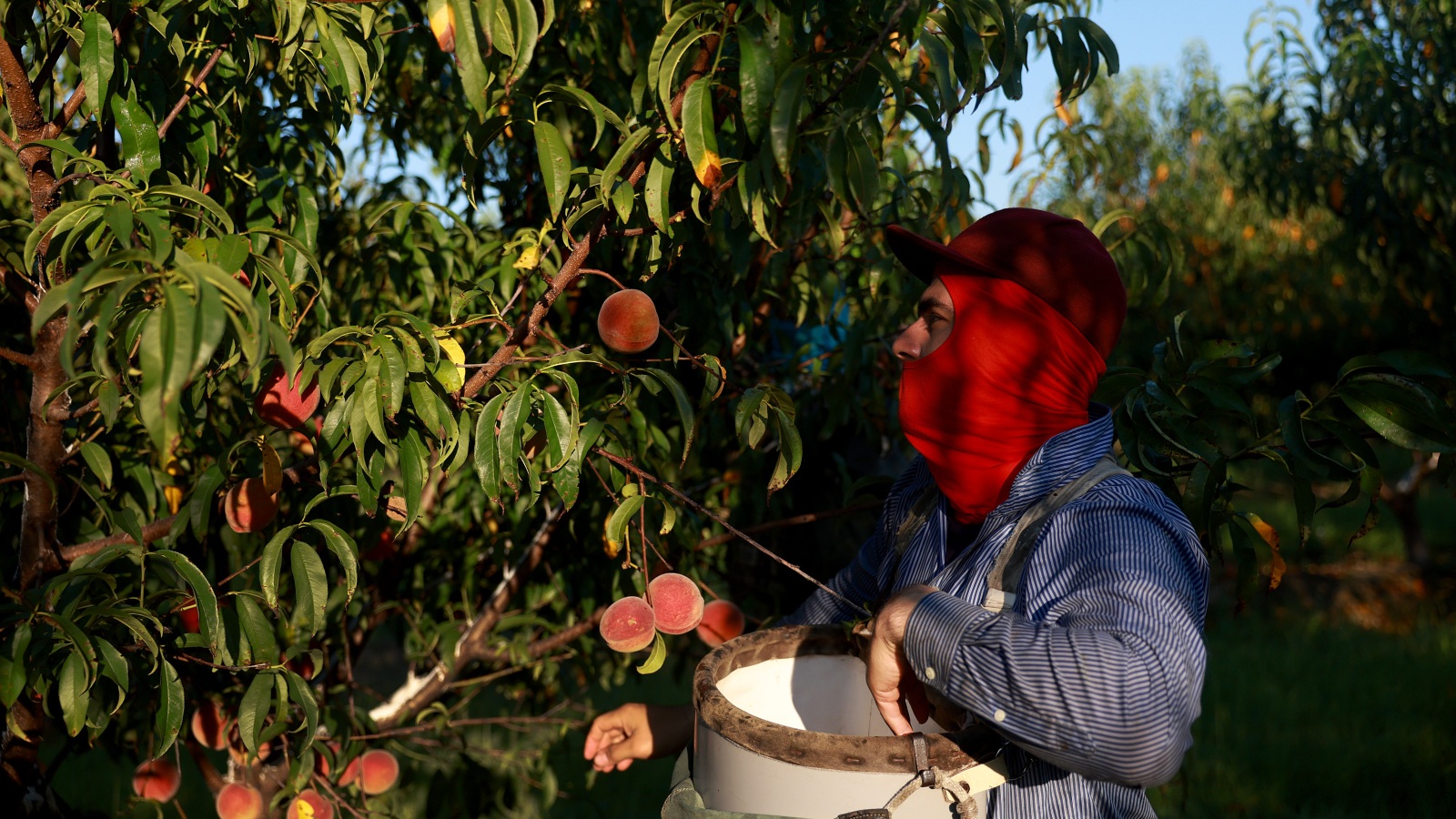 A person with a bandana over their face and long sleeves picks peaches from a tree
