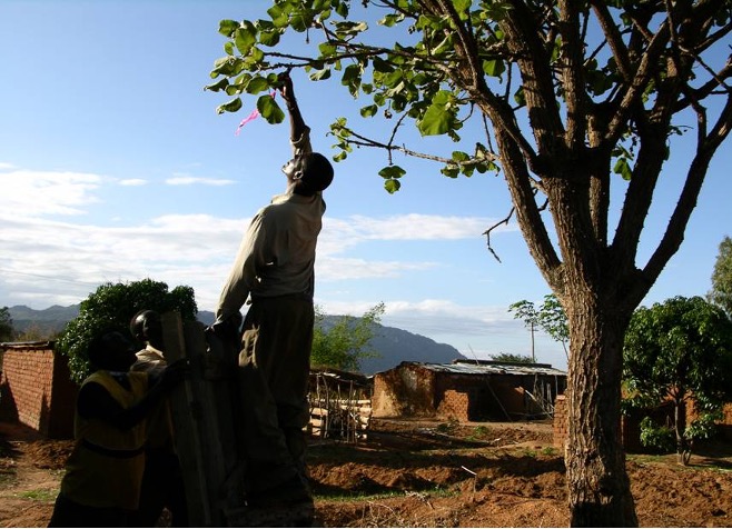 A man reaches up to the branch of a tree in front of a mud brick home and mountain.