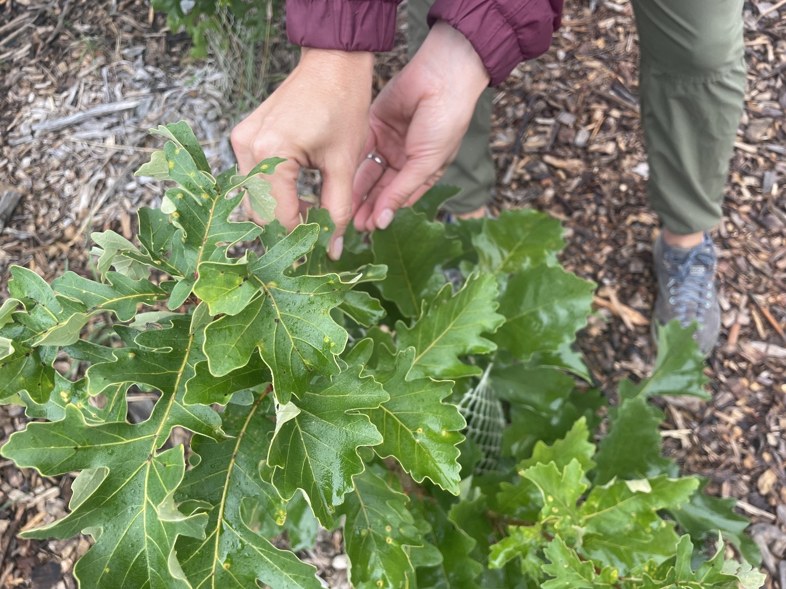 Two human hands touch a cluster of bur oak leaves.