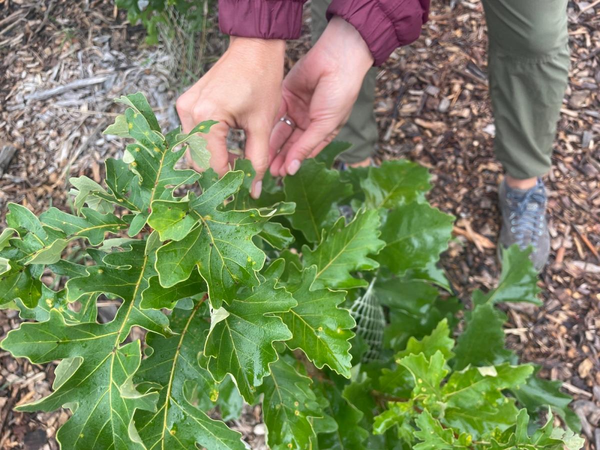 Two human hands touch a cluster of bur oak leaves.