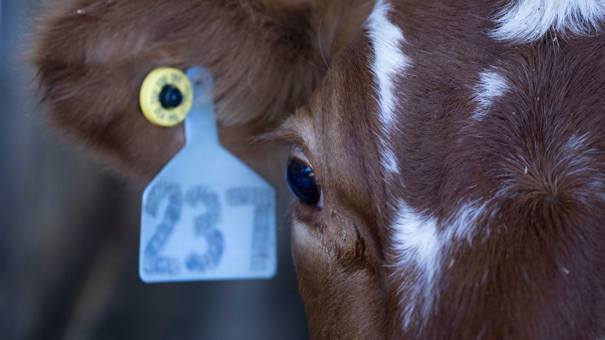 A brown and white dairy cow with a large tag reading 237 attached to its right ear awaits milking at a dairy farm.