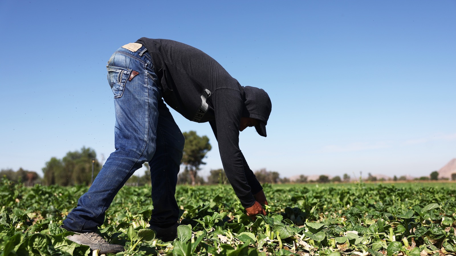 A farmworker wears protective layers while harvesting produce in the summer heat