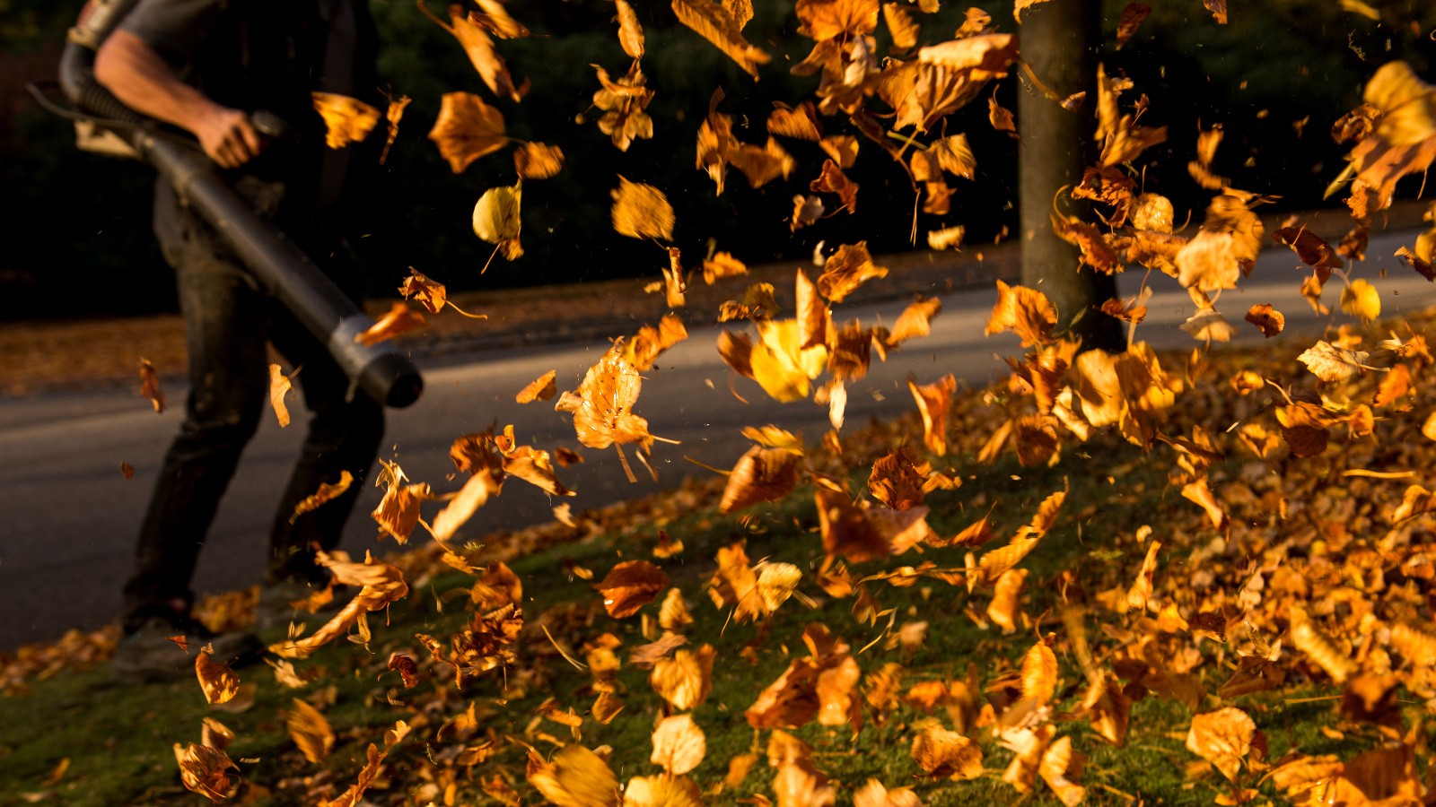 Photo of a leaf blower blasting orange leaves into the air