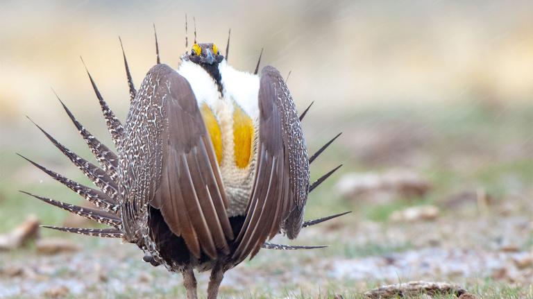 A sage grouse