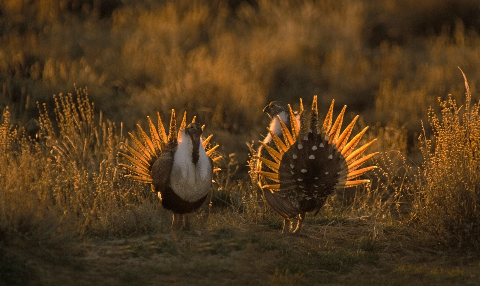 Two sage grouse