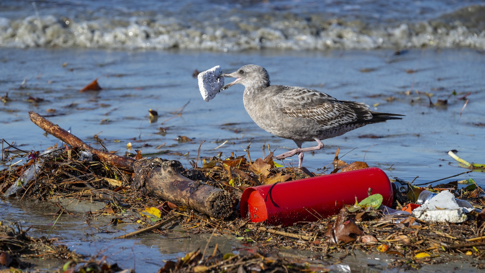 Seagull with plastic foam in its mouth