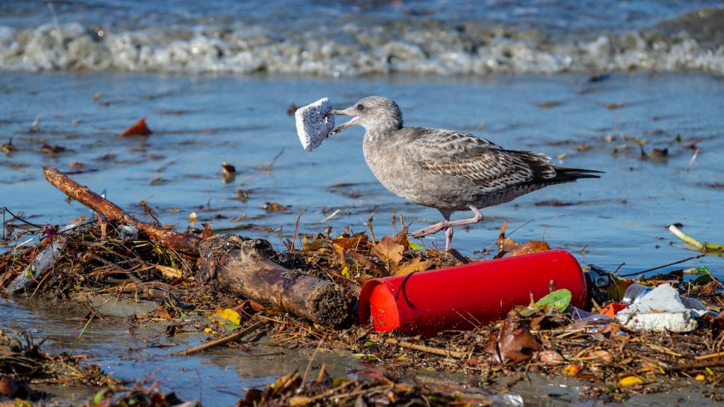 Seagull with plastic foam in its mouth