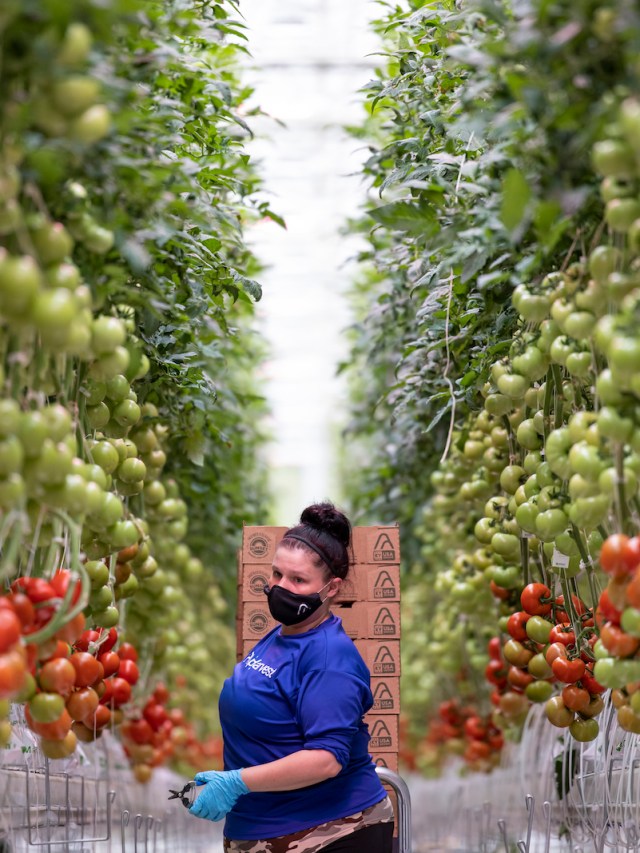 AppHarvest promised Kentucky green jobs. It delivered 'hell on earth