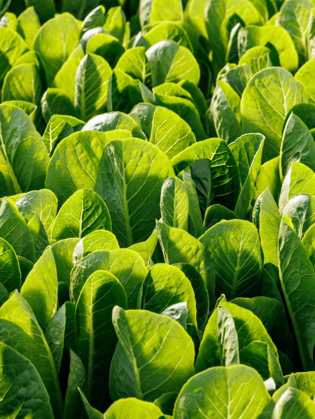 AppHarvest promised Kentucky green jobs. It delivered 'hell on earth