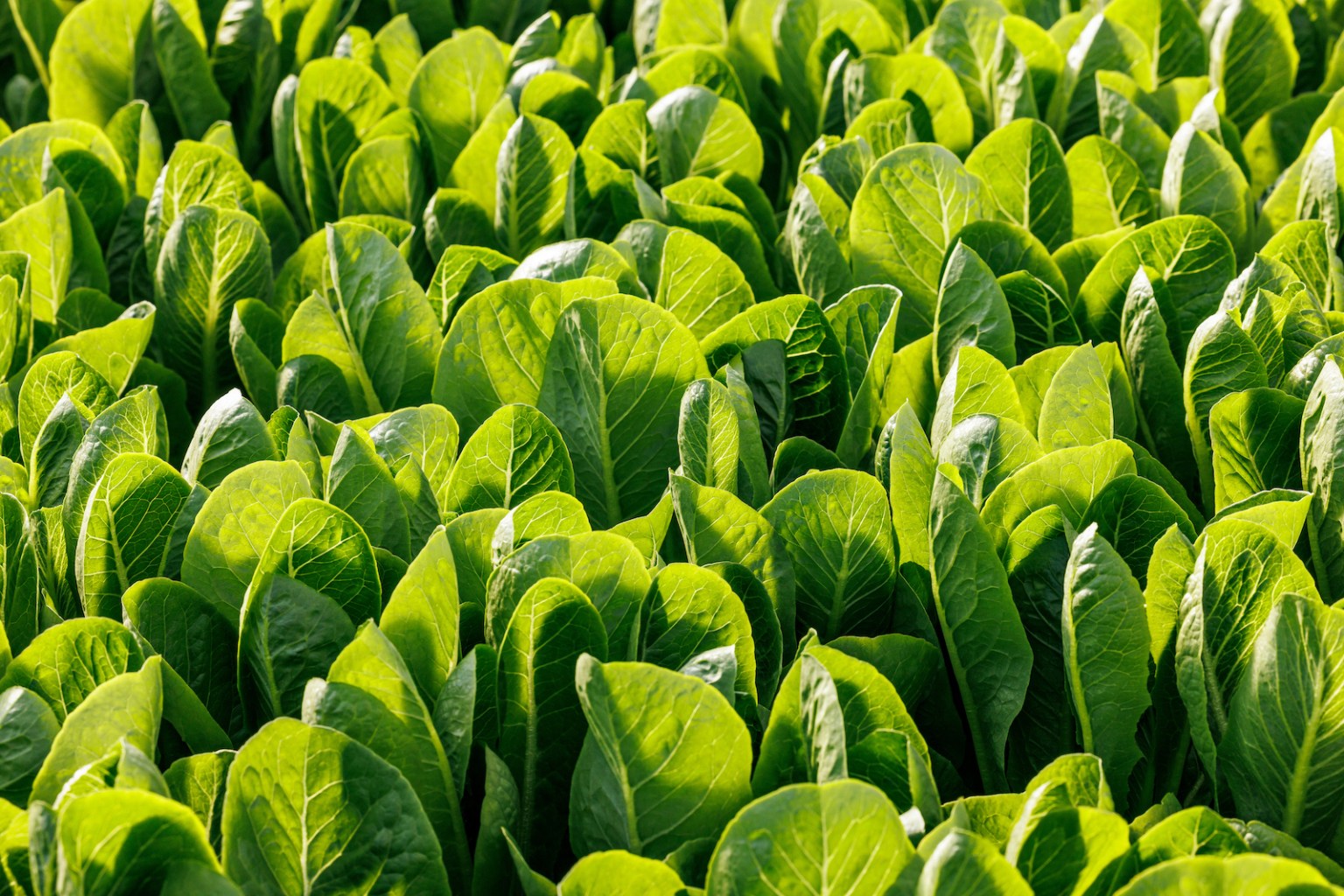 AppHarvest promised Kentucky green jobs. It delivered 'hell on earth