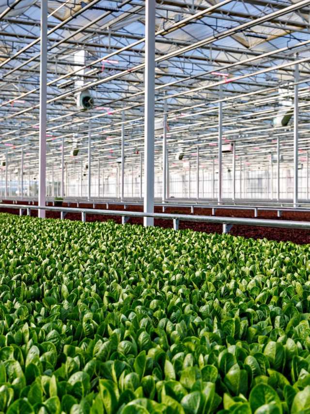 AppHarvest promised Kentucky green jobs. It delivered 'hell on earth