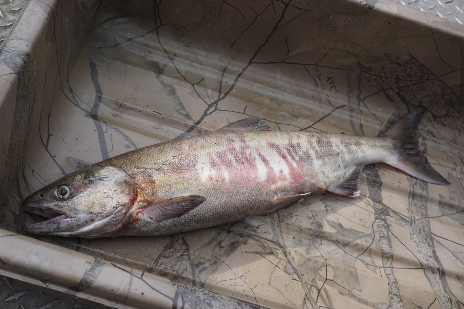 Trawlers Are Destroying Alaska's Salmon