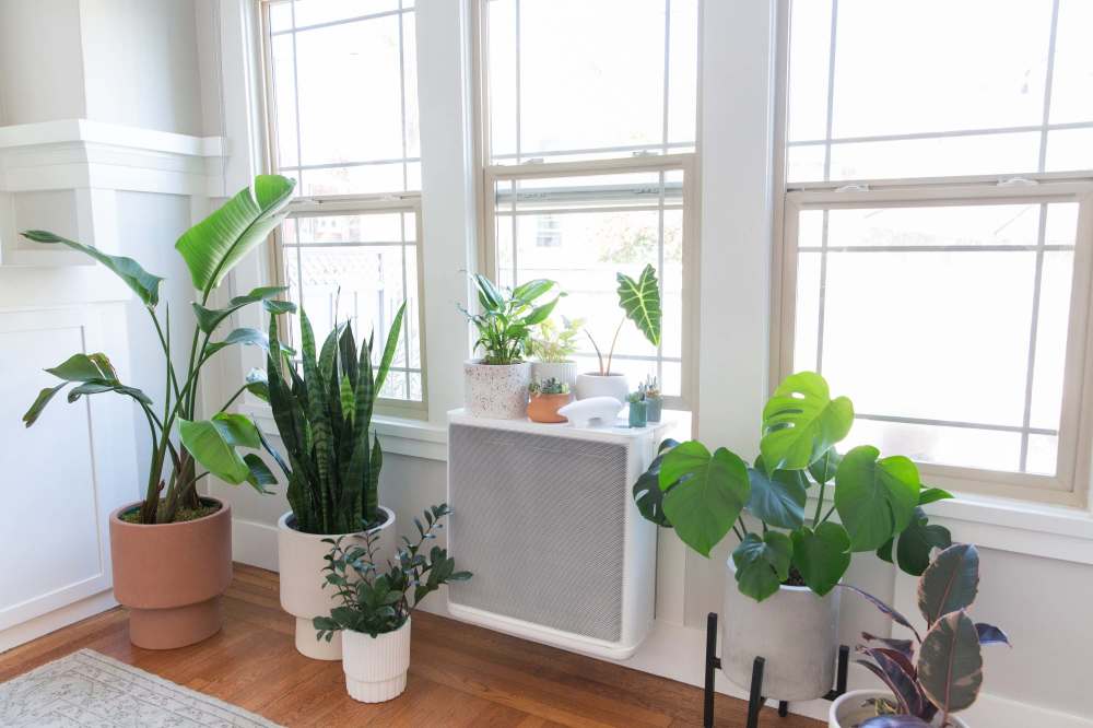 A brightly lit room with potted plants standing around a set of windows. A nondescript AC panel hangs down below the middle window.