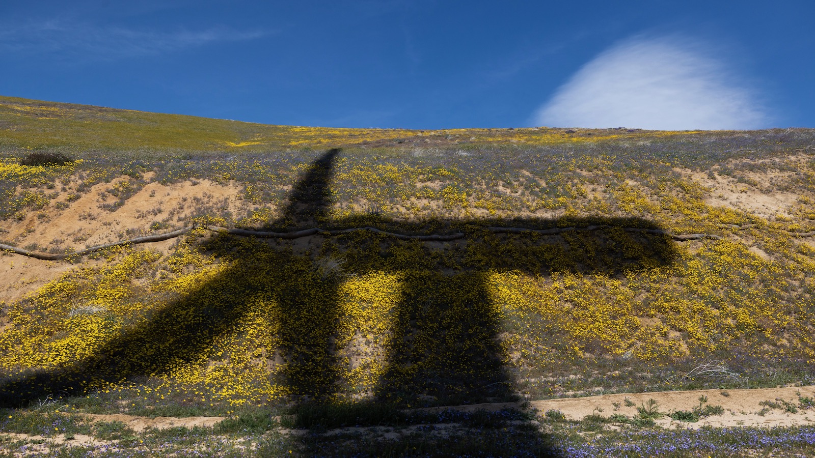 A wind turbine casts a large shadow over a hillside covered in wildflowers.