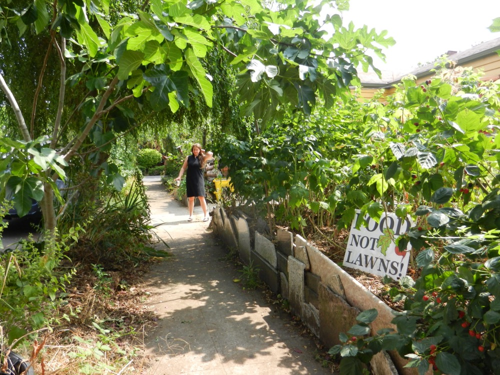 A view of a sidewalk with a massive fig tree towering over one side, and on the other, a yard growing thick with strawberries and other leafy plants, and a sign reading: FOOD NOT LAWNS!