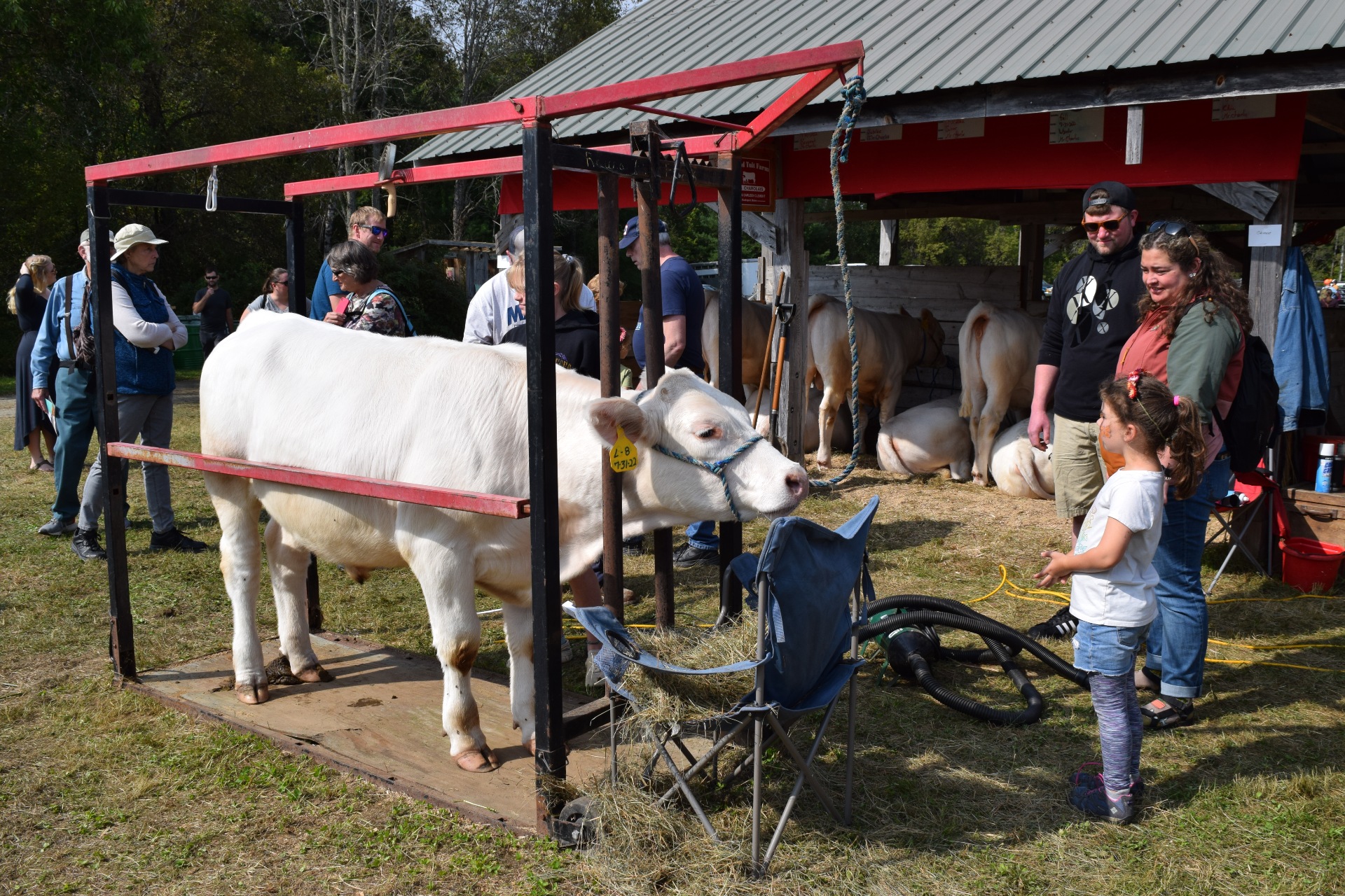 A white cow stands eating hay out of a blue folding chair as people mill around. In the background a barn with additional animals is visible.