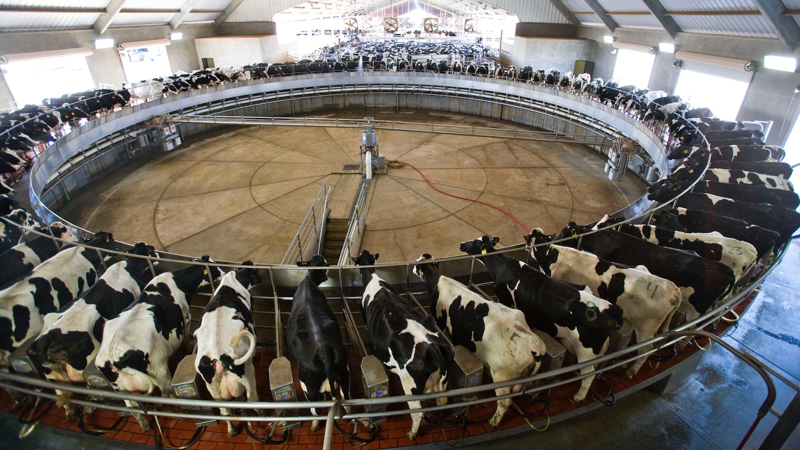 Dozens of cows ready for milking form a circle in a barn