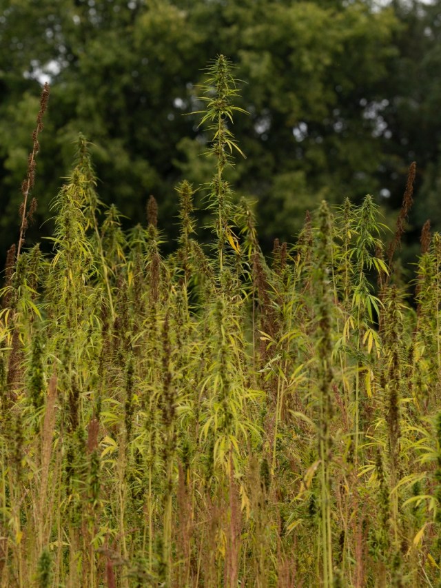 This Minnesota tribe is creating its own hempcrete to build housing | Grist