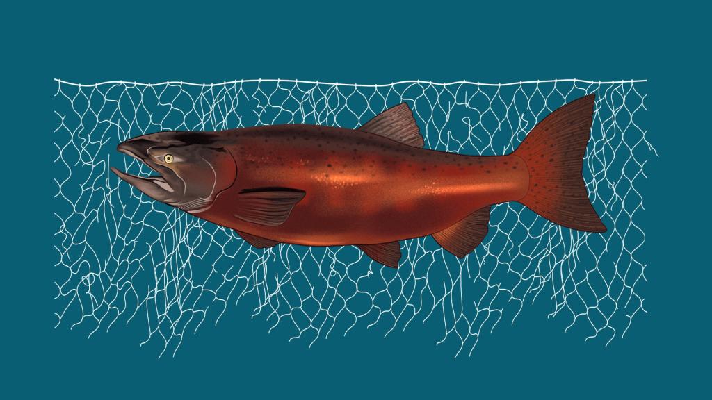 digital illustration of a King / Coho salmon in front of a tattered fishing net