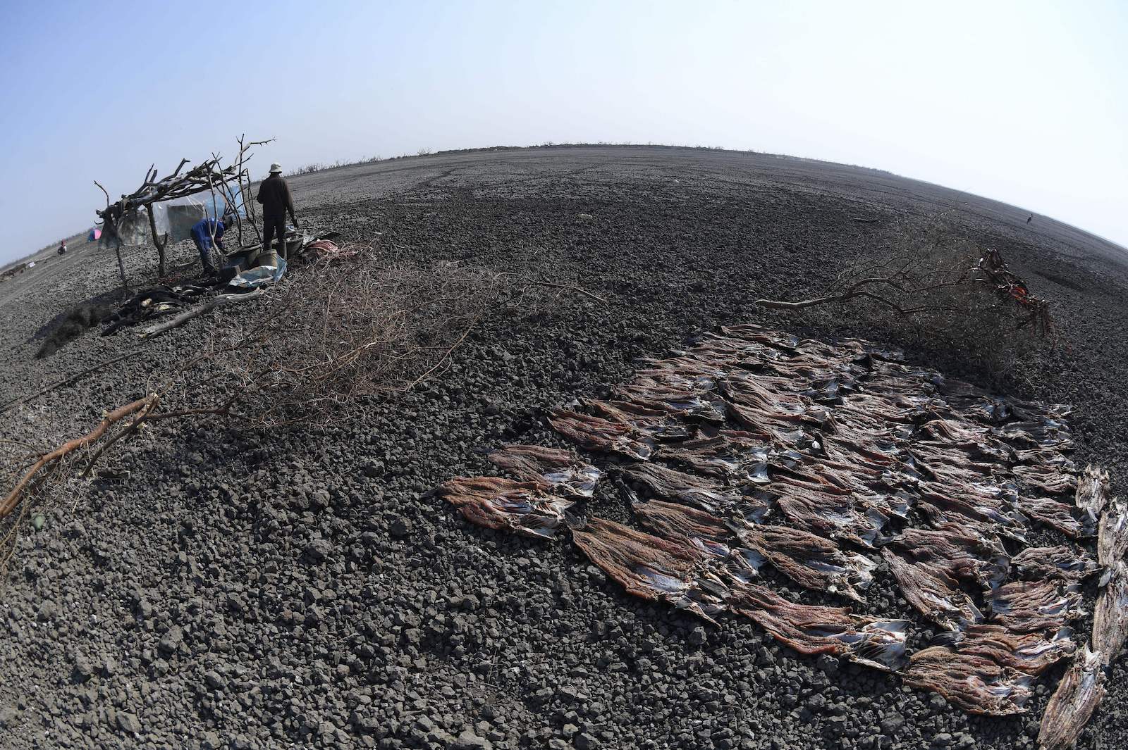 dried fish lay on a rocky area with people standing nearby