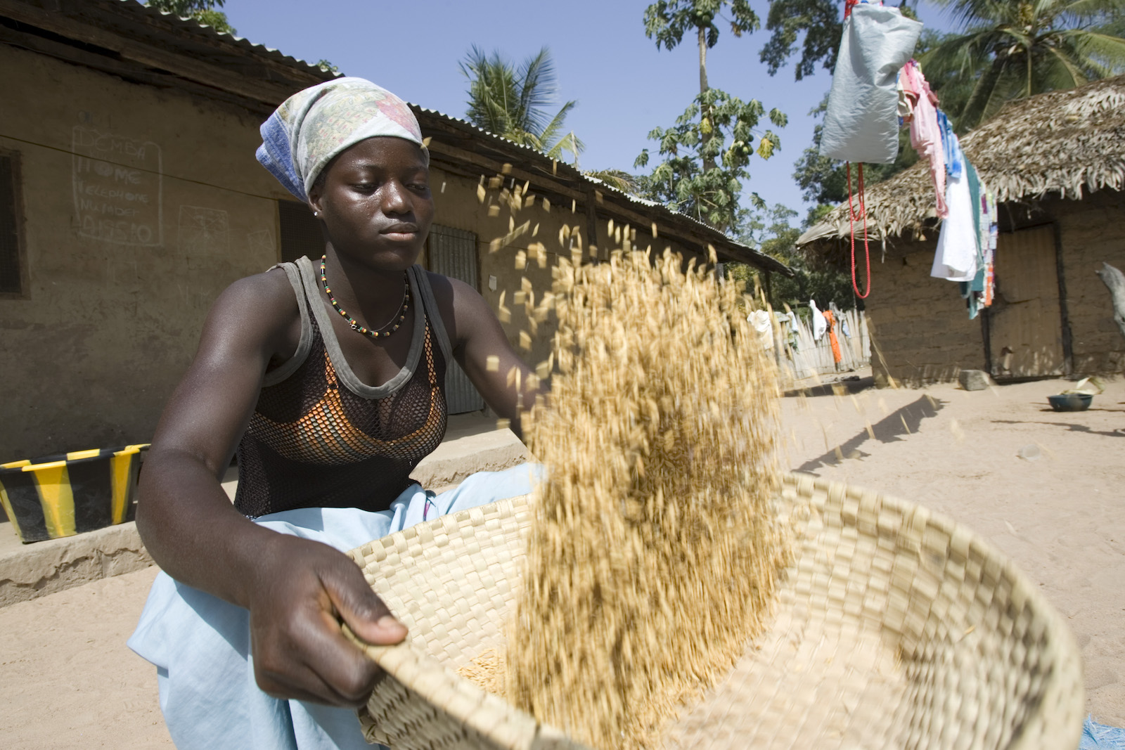 Young woman uses traditional basket to winnow and clean brown husk rice Berending village The Gambia