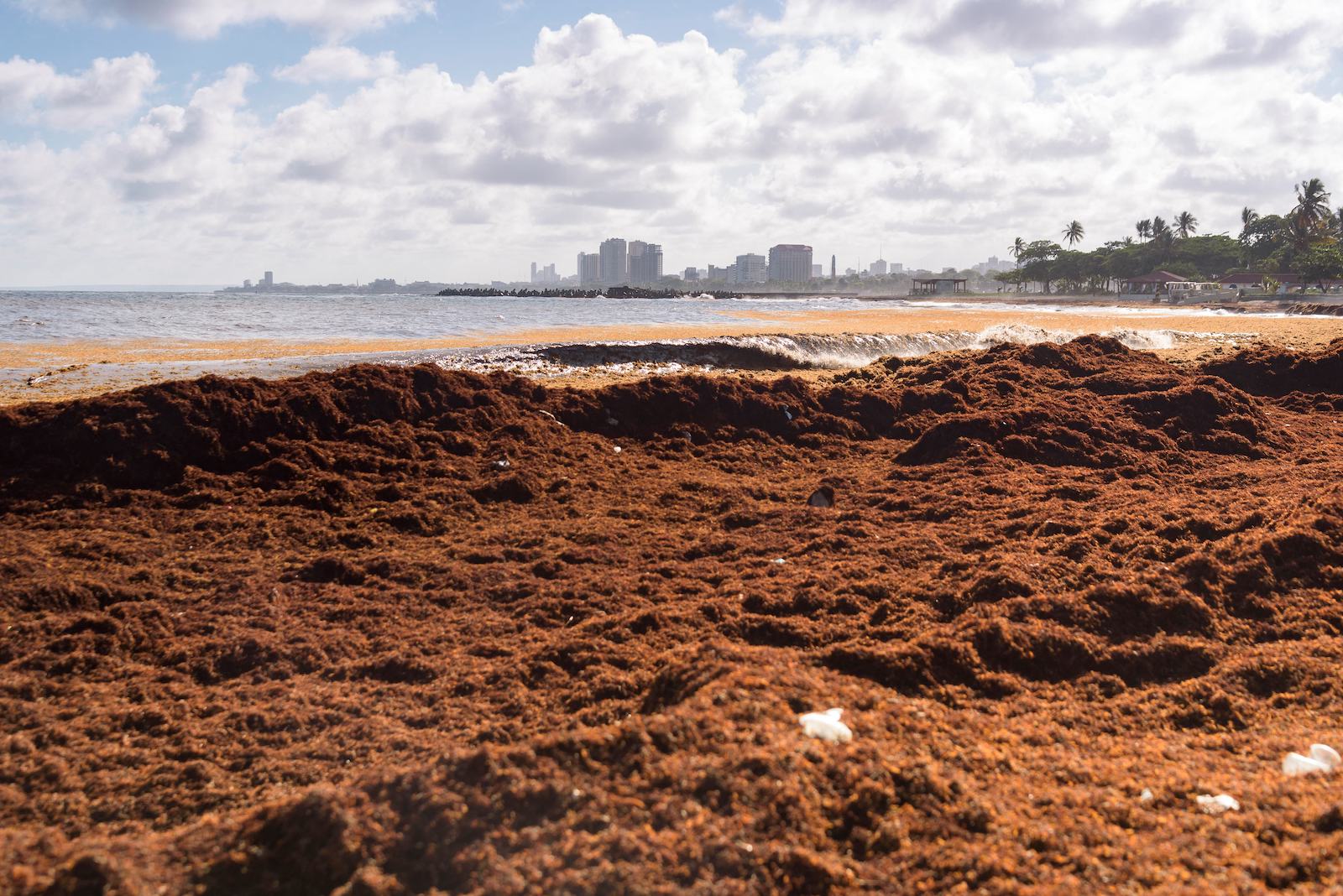 piles or red-brown seaweed near the water