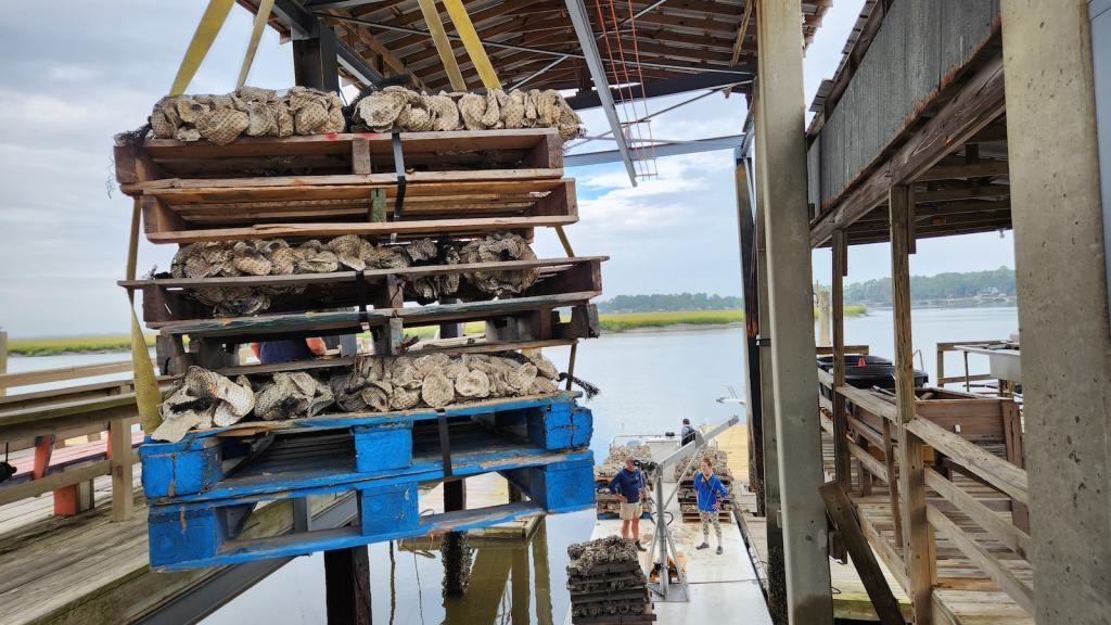 Pallets loaded with oyster shells are held by a winch over a river.