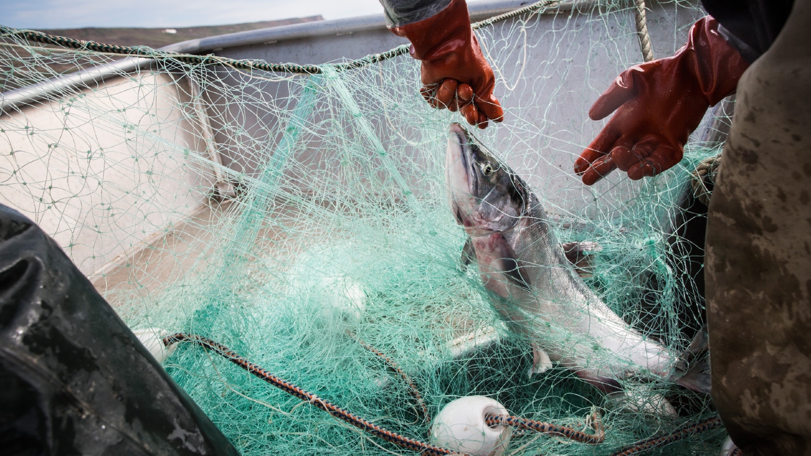 A salmon gets caught in a fishing net in western Alaska.