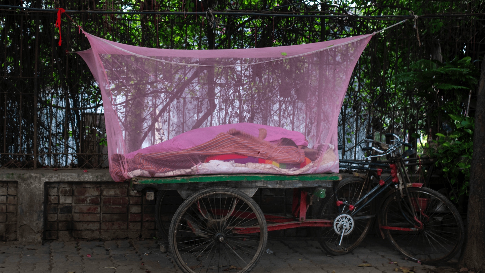 A pink mosquito net is stretched around figures lying on a platform on the back of a bicycle, in front of a thicket of plants