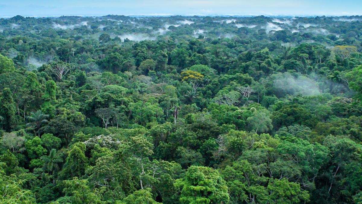 Beautiful landscape of the amazon rainforest, Yasuni National Park, Ecuador.