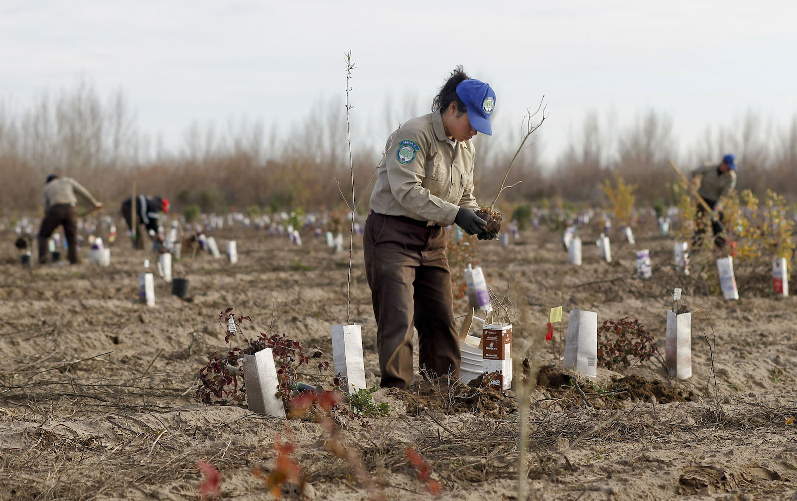 a woman kneels while planting trees in a brown field