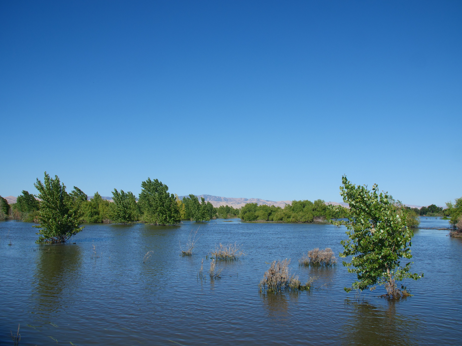 a wide swath of shallow water over a floodplain with trees and grass under a undecorous sky