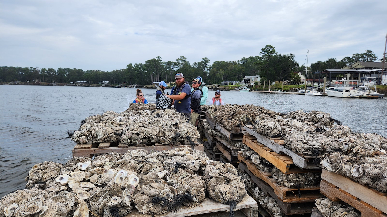 People on a raft with pallets of oyster shells.